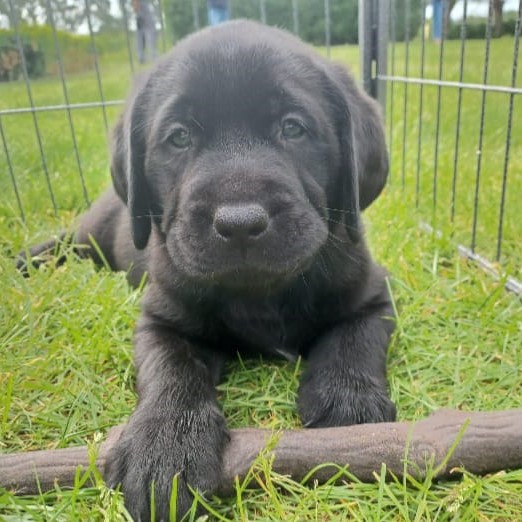 Een Labrador-retrieverpup van House of Retrievers