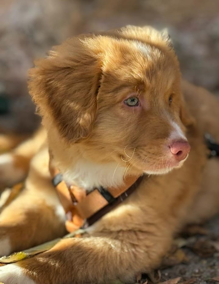 Een Nova Scotia Duck Tolling Retriever van House of Retrievers